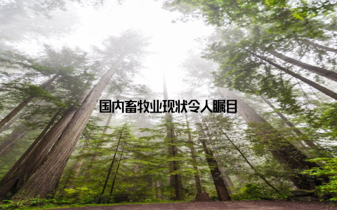 国内畜牧业现状令人瞩目