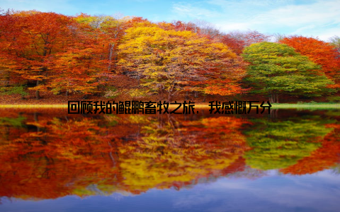 回顾我的鲲鹏畜牧之旅, 我感慨万分